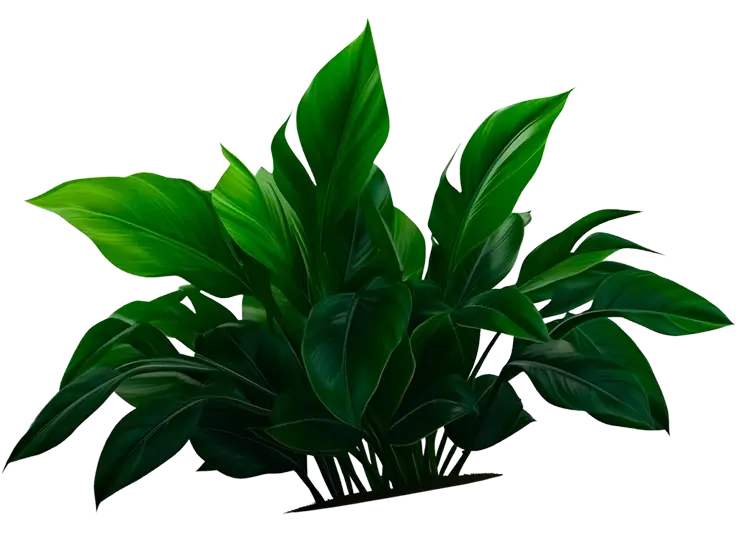 plant